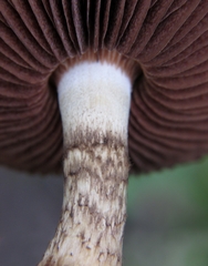 Lacrymaria echiniceps