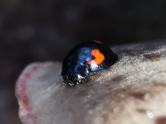 Exochomus quadripustulatus