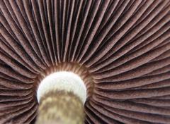 Lacrymaria echiniceps