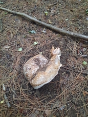 Agaricus sylvicola