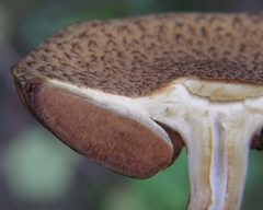 Lacrymaria echiniceps