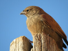 Emberiza sahari