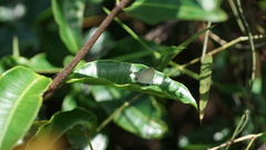 Catochrysops