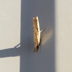 Fissicrambus quadrinotellus