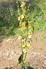 Verbascum