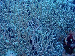 Melithaea rubrinodis