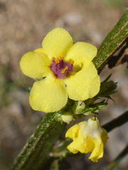 Verbascum
