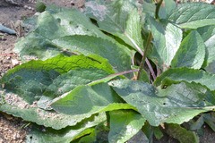 Verbascum