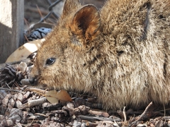 Setonix brachyurus