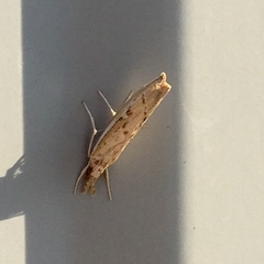 Fissicrambus quadrinotellus