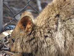 Setonix brachyurus