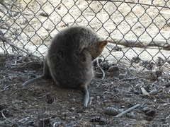 Setonix brachyurus