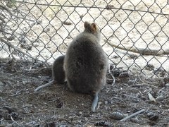 Setonix brachyurus