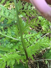 Asplenium × lucrosum
