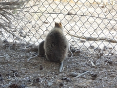 Setonix brachyurus