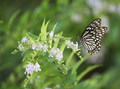 Papilio clytia