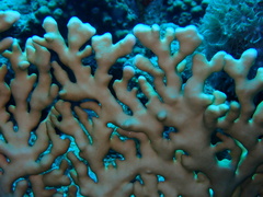 Millepora dichotoma