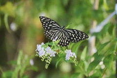 Papilio clytia