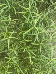 Ozothamnus ferrugineus