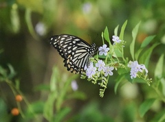 Papilio clytia