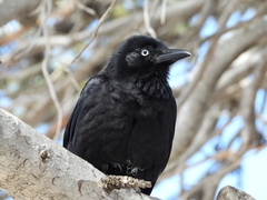 Corvus coronoides perplexus