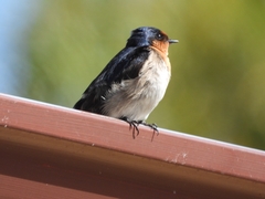 Hirundo neoxena carteri