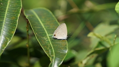 Catochrysops