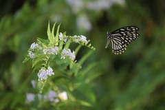 Papilio clytia