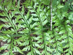 Asplenium × lucrosum