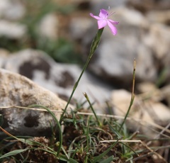 Dianthus ciliatus