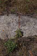 Veronica linariifolia