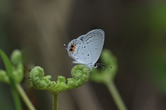 Everes lacturnus