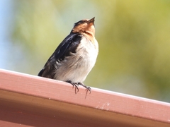 Hirundo neoxena carteri