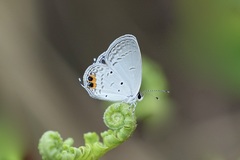 Everes lacturnus