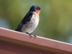 Hirundo neoxena carteri