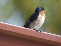 Hirundo neoxena carteri