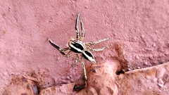 Plexippus paykulli