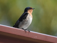Hirundo neoxena carteri