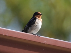 Hirundo neoxena carteri