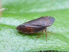 Aphrodes