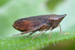 Aphrodes