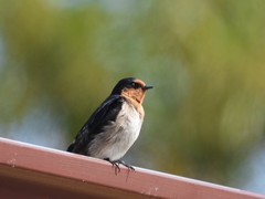 Hirundo neoxena carteri