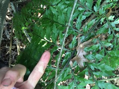 Asplenium × lucrosum