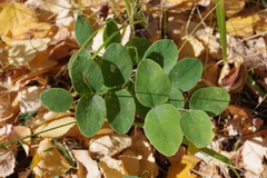 Vicia venosa