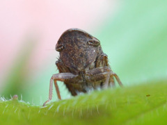 Aphrodes