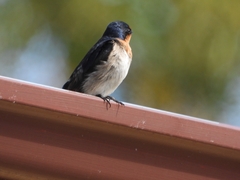 Hirundo neoxena carteri