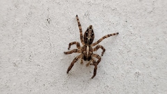 Plexippus paykulli