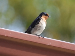 Hirundo neoxena carteri