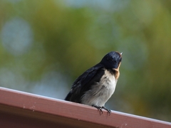 Hirundo neoxena carteri