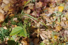 Vicia venosa